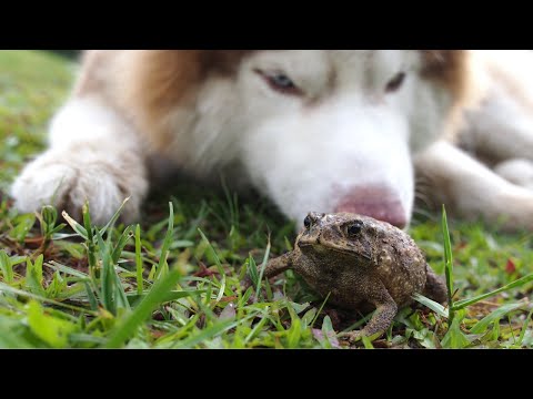 Video: Cómo salvar a un perro envenenado por la rana Bufo Marinus (sapo de caña)