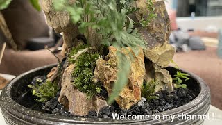 Pine bark mountain and Dauallia bullata(Floating island ) - 鬆皮石山與狼尾蕨 - (No.9：20240225 )