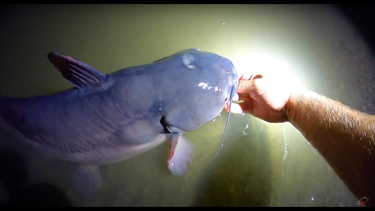 Jug Fishing Catfish With HOMEMADE Pool Noodle Jugs! Easy DIY! Night Fishing  With Cut Bait! 