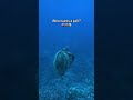 Link in my bio! 🤿👇#diving #ocean #snorkelling