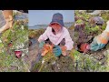 Remove the crab from the rock hole \Crab catching video #crab #fishing #catching #hunting
