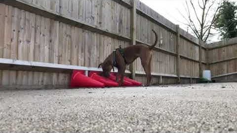 Offered Behaviour Indication for Scent Work