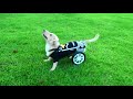 犬 車椅子 歩行器