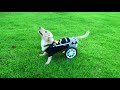 犬 車椅子 歩行器