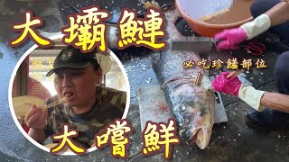 Download Lagu 【大啖水庫魚】帶上了曾文水庫的魚貨,後續怎麼處理與料理呢,由阿坤繼續娓娓道來。 MP3 Download Lagu 【大啖水庫魚】帶上了曾文水庫的魚貨,後續怎麼處理與料理呢,由阿坤繼續娓娓道來。 MP3