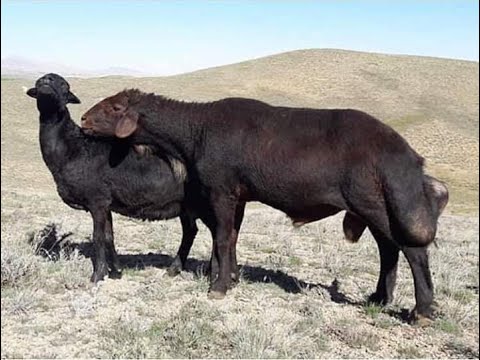 Morkaraman Koyunu Genel Özellikleri | Ağrı Kars Muş Doğu Anadolu Hayvancılık | Pezé Sor