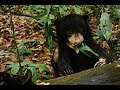Sun Bear Rehabilitation | Playful Logan, Our Little Rescued Sun Bear | BSBCC