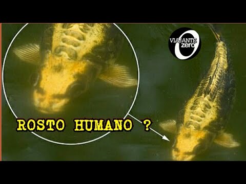 Vídeo: Os Peixes Reconhecem As Pessoas? - Os Peixes Se Lembram Dos Rostos?