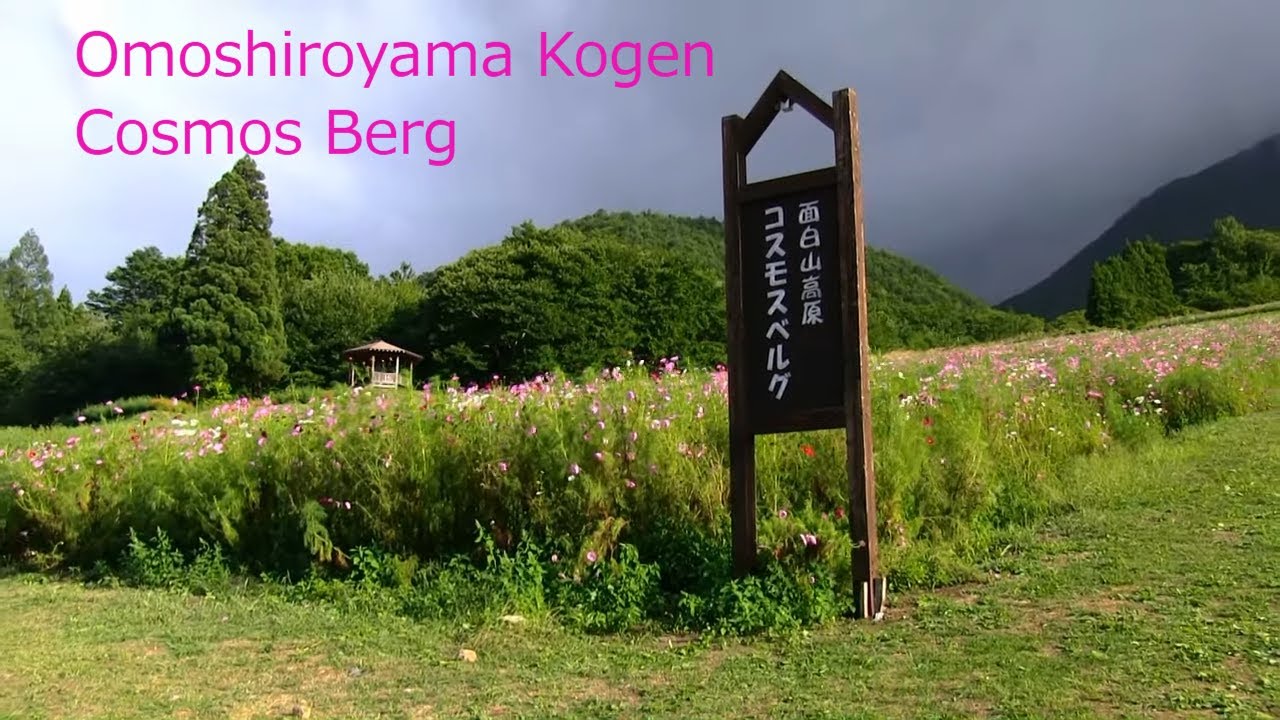 面白山高原コスモスベルグ 山形秋の風景 Omoshiroyama Cosmos Berg Omoshiroyama Yamagata Tohoku Japan Youtube