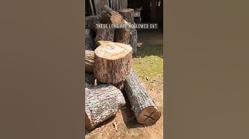 Log-hives in the tea mountains of Yunnan