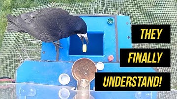 How Crows Can Save The Environment