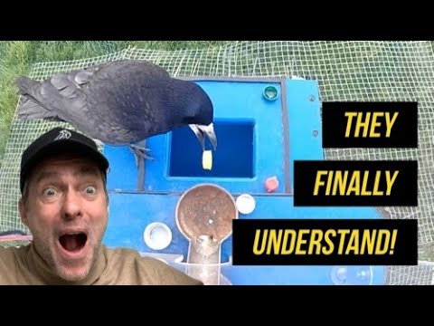 We Trained Crows to Pick Up Litter—Here's What Happened