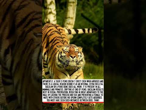A Tigers penis does not erect even when aroused shorts tiger [VE9wUxeIdnzb]
