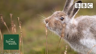 Our spring wildlife webcams live! 🐤🦊🐿 - Wed 10 June Late - Springwatch - BBC