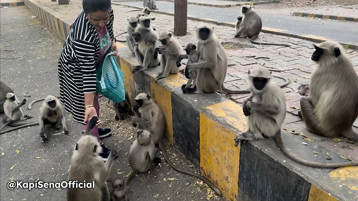 Feeding Food To Monkeys (Kapi Sena)🐵🐒 