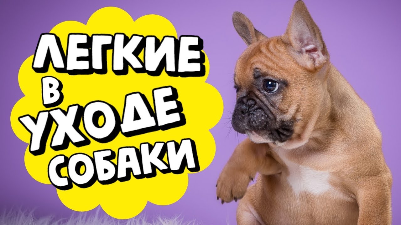 собаки мелких пород терьеров