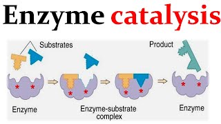 Enzyme catalysis mechanism