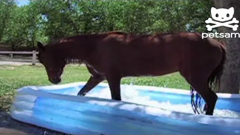 Distraction: Horse makes a big splash in kiddie pool