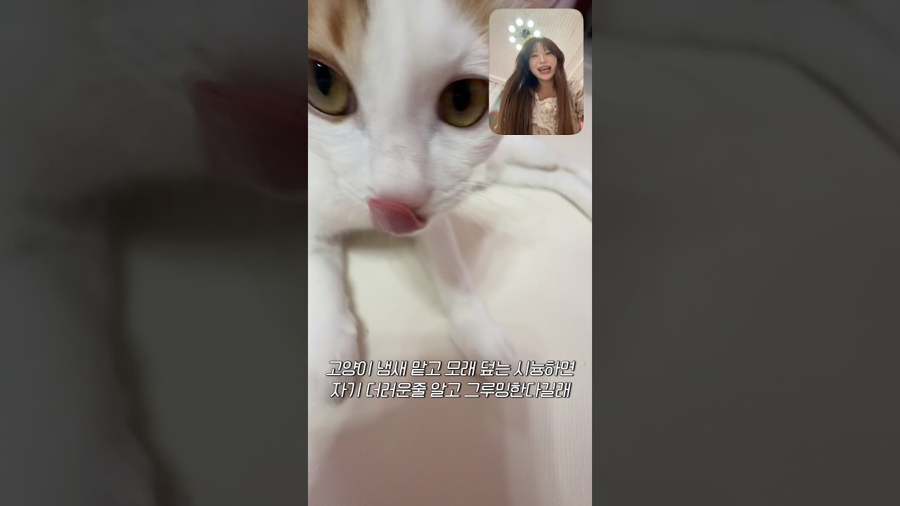 고앵이 강제 그루밍 시키기 ㅋㅋㅋㅋ #맘마로그