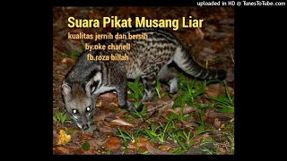 Suara Pikat Musang Liar kualitas jernih dan bersih