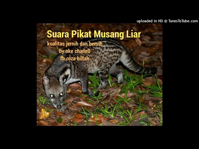 Suara Pikat Musang Liar kualitas jernih dan bersih class=