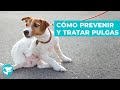 6 Pasos Para Prevenir y Tratar Las pulgas En Tu Perro 🐜