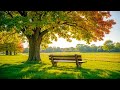 Música Relajante Hermosa 🌿 Deja De Pensar Demasiado, Música Para Aliviar El Estrés 🌿 Música Suave