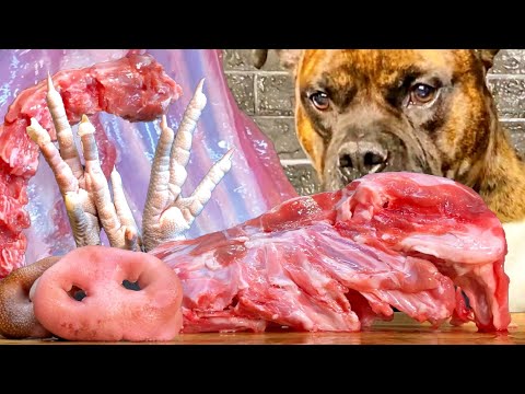 【大食い犬ASMR】朝ごはんで生肉食べたらバリバリ豪快だった愛犬w　Dog eats raw meat ＆ bones