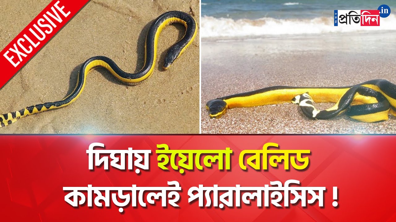 Yellow belly snake in digha