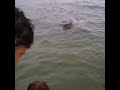 «Огромный, как лайнер»: большой морской «зверь» вышел к людям на пляже в Приморье
