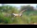 Canon 700D + 55-250mm lens Bird's Flying Photography Wildlife
