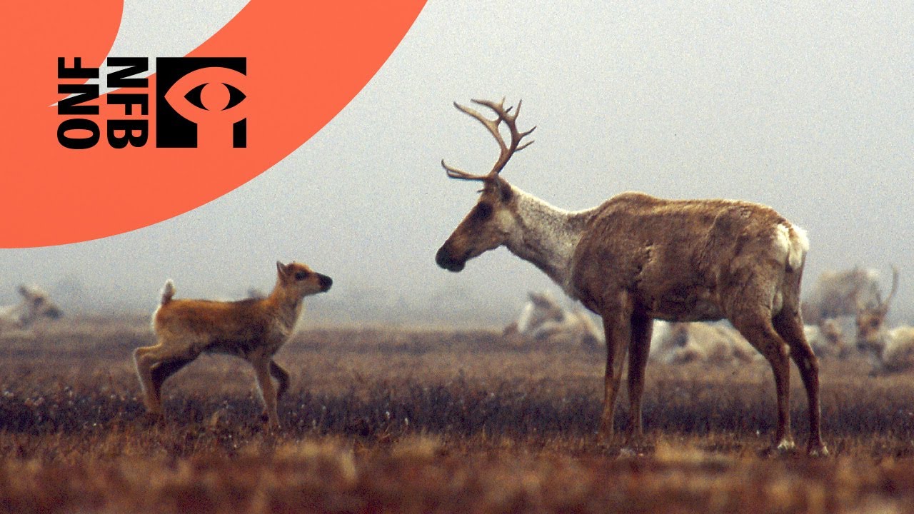 Documentary backdrop image for Being Caribou (2010)