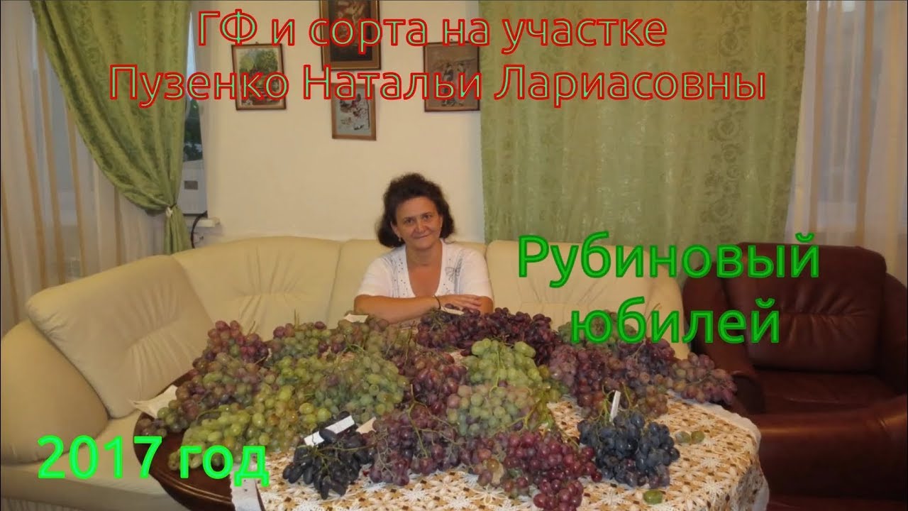 Виноград Рубиновый Юбилей Описание Сорта Фото
