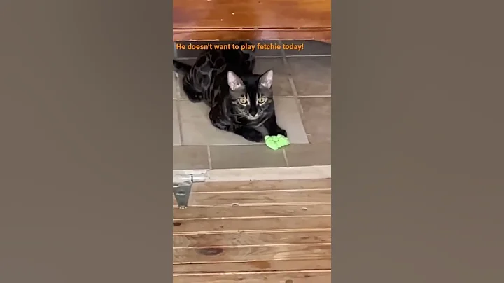 Video 4856861: bengal leopard, breed bengal