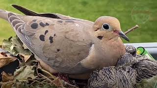 Relaxing Nature Vibe: Cute Birds Live Wallpaper in HD #youtube #livewallpaper4k #nature #screen  screenshot 2