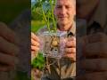 How to Grow Cube Potatoes at Home! 😱 #Gardening #Agriculture #Innovation #SquarePotato #FarmingHacks