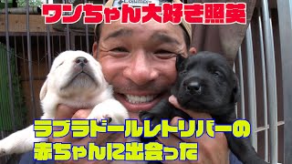 照英がラブラドールレトリバーに出会った白と黒のカワイイ赤ちゃん産まれたての子犬に涙