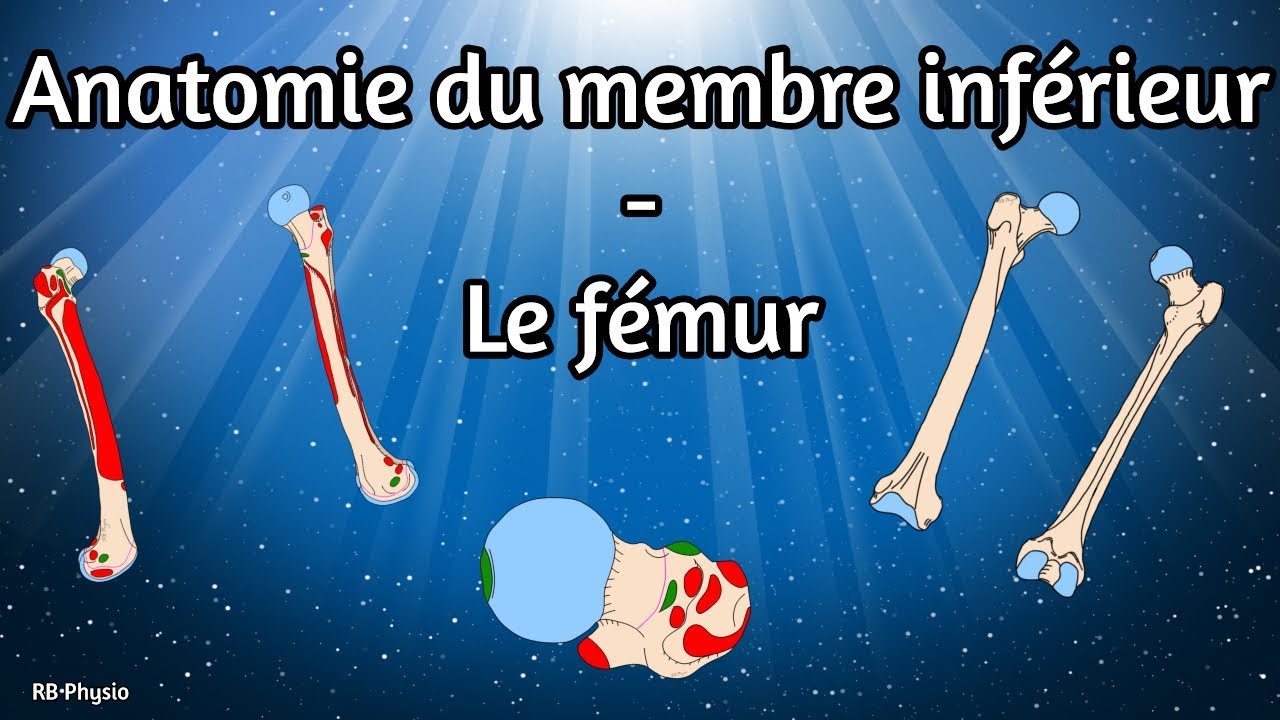 capsule pencil case Anatomie du membre inférieur - Le fémur