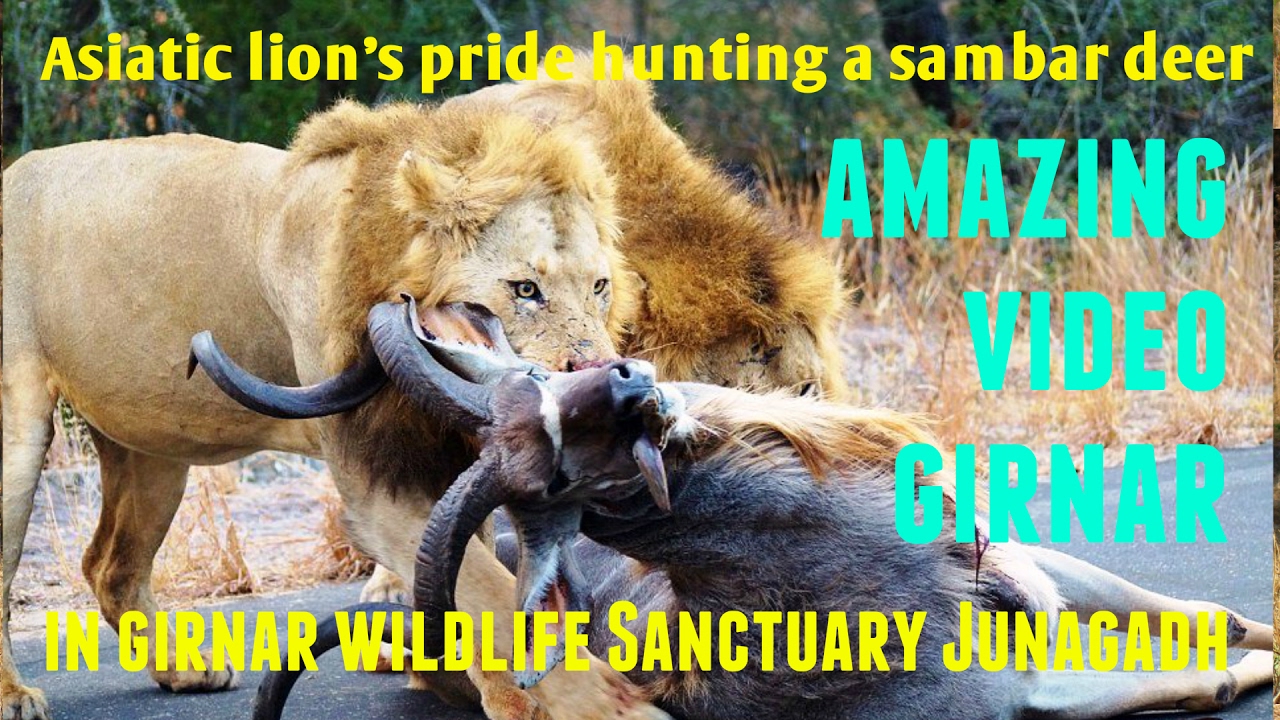 शेर ने सांभर हिरन का किया शिकार । Asiatic lion's pride hunting a sambar deer in Girnar sanctuary