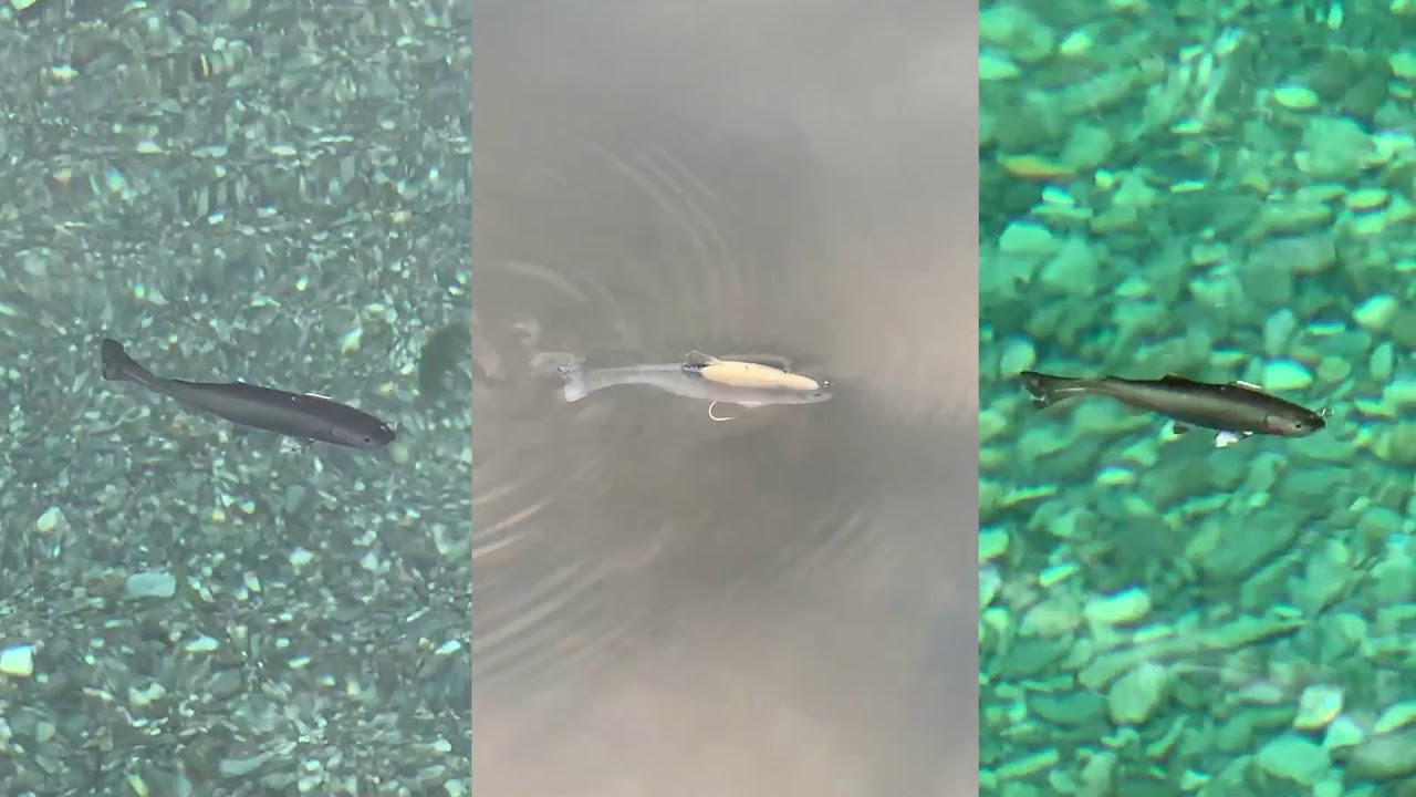 イマカツ レイジースイマーの特徴 カラーを紹介 Bassfishingnews イマカツ レイジースイマーの特徴 カラーを紹介 Bassfishingnews