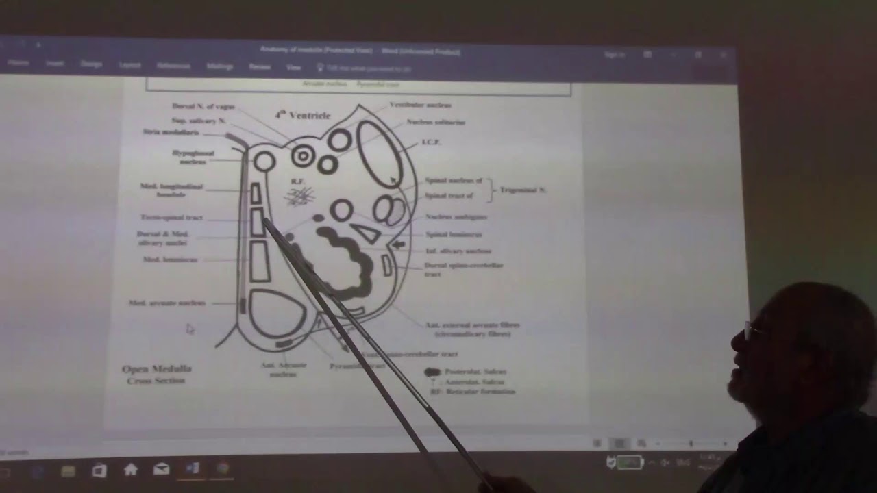 Neuroanatomy 36 ( Medulla obllongata , part 5 ) , by Dr. Wahdan - YouTube
