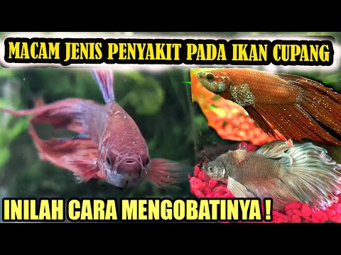 Video: Cara Menyembuhkan Penyakit Ikan Betta (dengan Gambar)