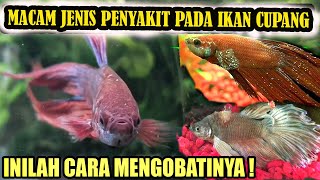 MACAM PENYAKIT IKAN CUPANG DAN CARA MENGOBATINYA