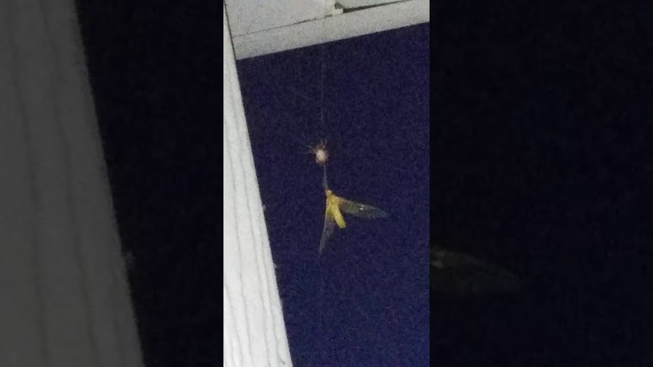 Spider vs mayfly