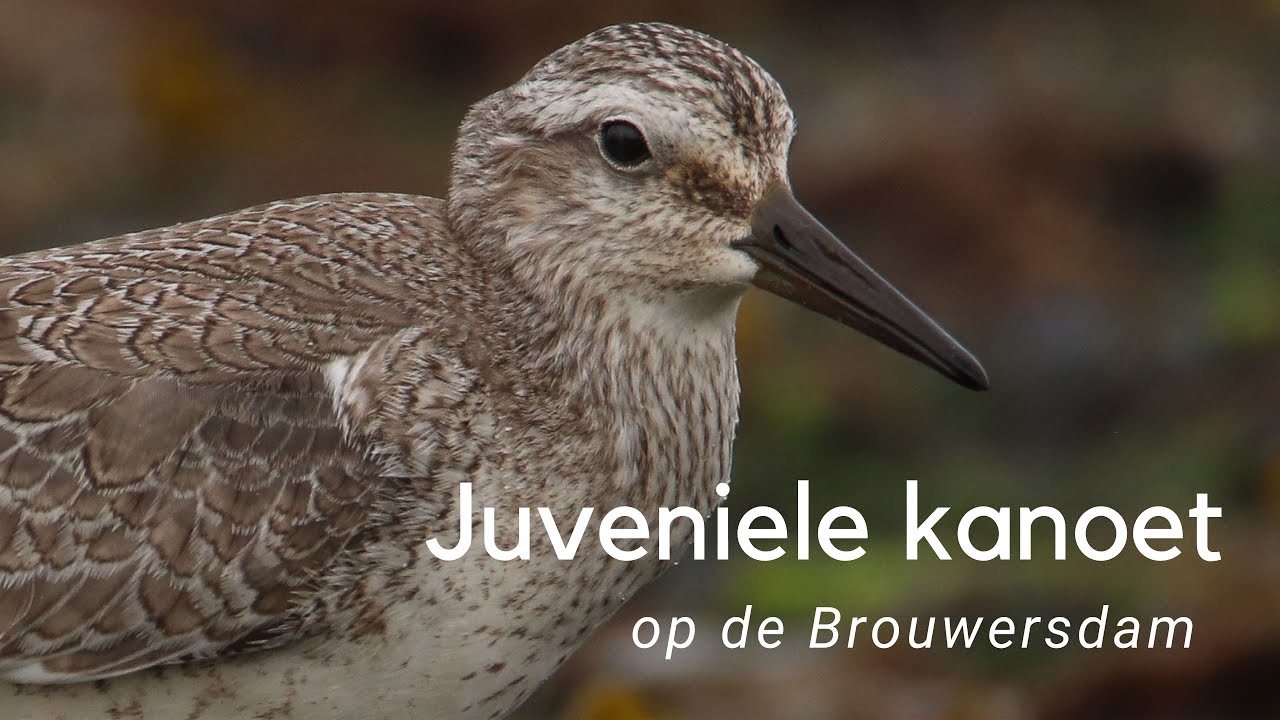 Juveniele kanoet op de Brouwersdam 
