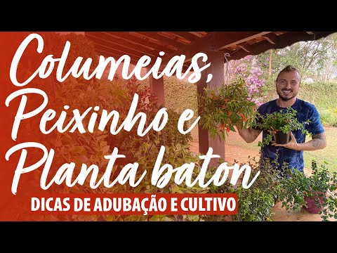 Vídeo: Cuidados com as plantas do peixinho dourado: Cultivando e cuidando das plantas do peixinho dourado