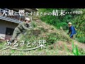 【残念な結末】古民家の雑草をひたすら燃やそうとするが…!?極上干し柿づくりにチャレンジ|田舎暮らし020