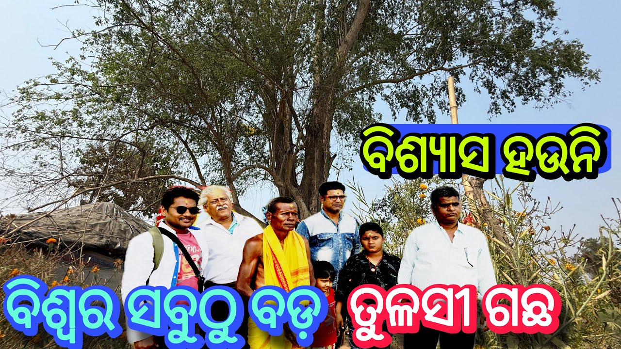 ବିଶ୍ୱର ସବୁଠୁ ବଡ଼ ତୁଳସୀ ଗଛ | ବିଶ୍ଯାସ ହଉନି | World Big Basil Tree in Cuttack Salepur 😱 