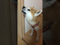 最近よくしゃべるうちの秋田犬【秋田犬ゆう太】 #shots #秋田犬 #dog