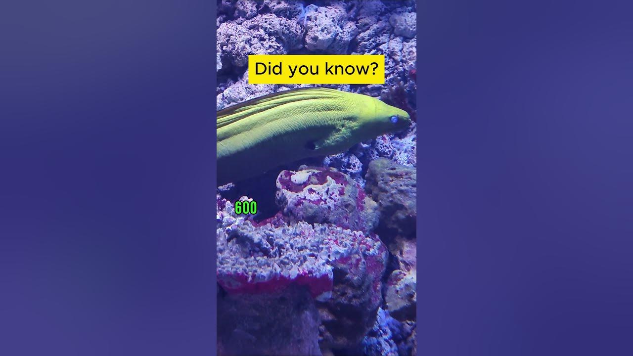 electric-eel #electriceel #didyouknow - YouTube